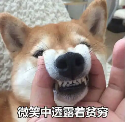 高清无水印柴犬专用表情包微笑中透露着贫穷

