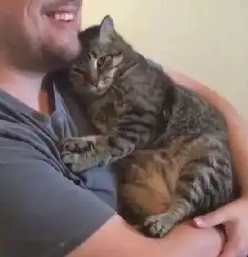 狸花猫走丢一个月,当它回家的那一刻,猫咪的表情让人揪心
