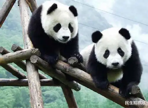新冠疫情致竹子供应链崩溃,中国大熊猫滞留加拿大,面临断粮
