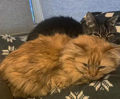 老猫去世让橘猫很伤心,却又见主人另寻新欢,表情逐渐严肃了
