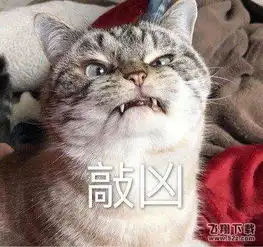 求这个猫的原图
