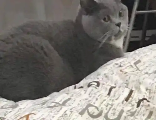 女子养了三只猫咪,结果其中两只拍拖了,蓝猫的表情瞬间亮了
