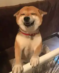 心情不好来看看这只小柴犬可爱到起飞的表情包吧
