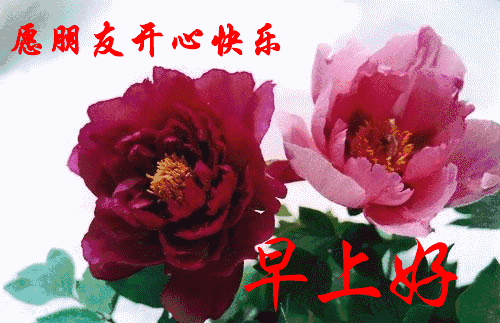 9张兄弟姐妹们大家早上好表情包图片漂亮的图片清晨聊天不打字祝福语
