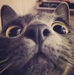 搞笑独特头像两张不同猫咪的凝视,你更喜欢哪一张呢
