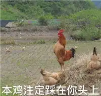 2017鸡年表情包搞笑文字版鸡听了只想赶快离开
