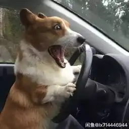 双头犬喷火犬狗头人还有什么是闲鱼不敢卖的
