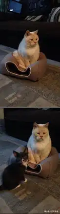 幽默搞笑段子集猫发现被偷拍,瞬间反应的表情笑到胃疼
