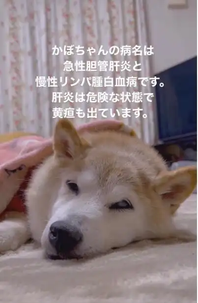 表情包里六块腹肌的神烦犬,也有不再勇猛的那天
