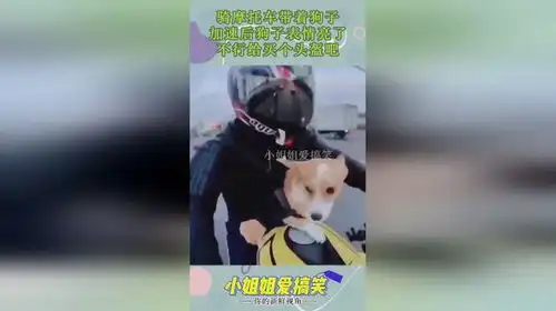 骑摩托车带着狗子,加速后狗子表情亮了,不行给买个头盔吧
