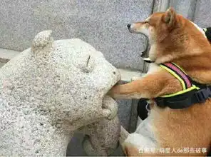柴犬犯起二来,比二哈都奇葩柴犬请叫我二柴
