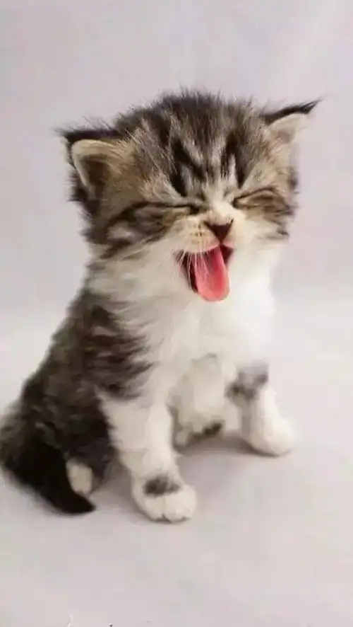 吸一口小奶猫,立马恢复元气太治愈了

