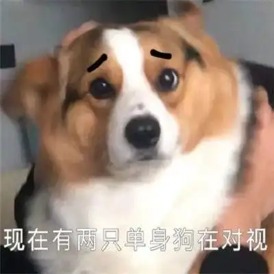 既沙雕又可爱的搞怪聊天表情包现在又两只单身狗在对视
