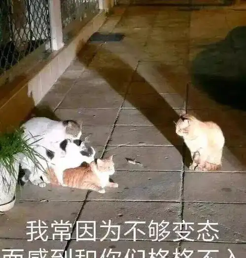 小伤口大问题,猫绝育后的这些情况要重视