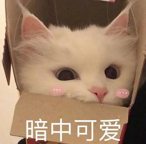 憨喵表情包完了芭比q了