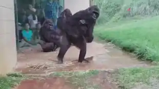 大猩猩迈着小碎步贴墙躲雨
