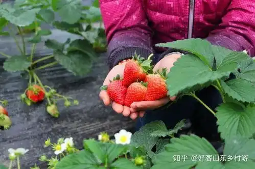 淄博2019文旅贺年会推出7条精品文旅线路,条条精彩
