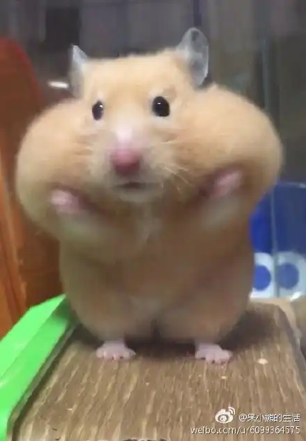 那个仓鼠的表情包