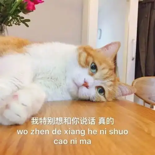 猫咪表情包第二波丨美丽的皮囊and有趣的灵魂,朕都有
