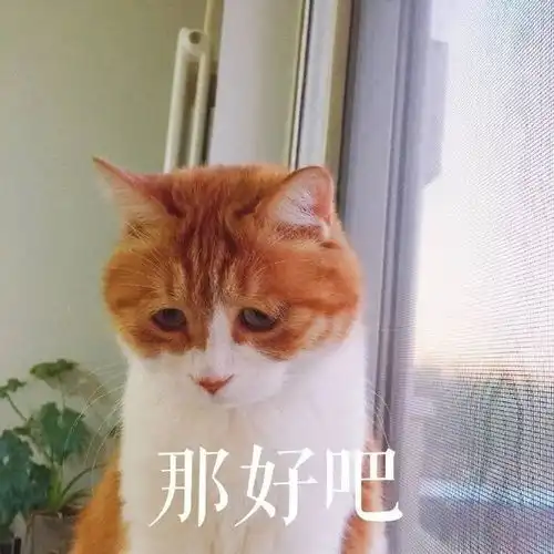 猫咪表情包
