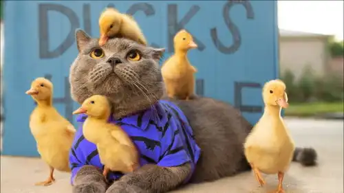 小鸭子过马路,把猫咪当成妈妈,太有趣了

