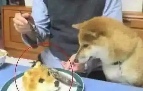 当狗子发现自己被端上餐桌时,狗子的表情瞬间入戏
