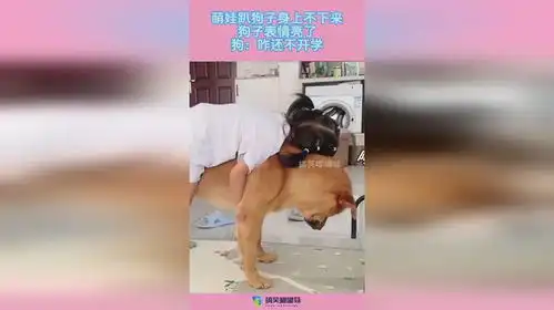萌娃趴狗子身上不下来,狗子表情亮了,狗咋还不开学
