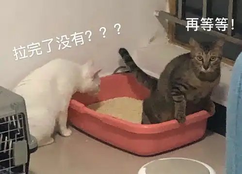 新手养猫小误区乱拉乱尿怎么治分析幼龄外部环境发情期绝育后应激反应下

