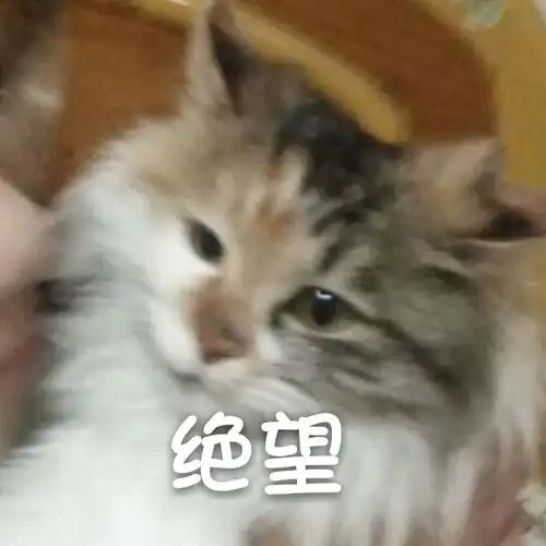 你的猫咪生无可恋的表情是怎样的
