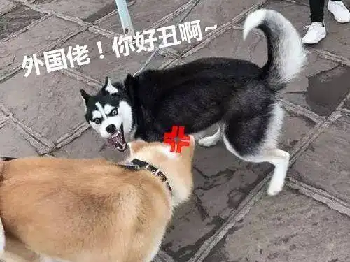 当二哈遇上柴犬,两只戏精上身,留下宠主在风中凌乱了
