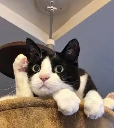 哎妈呀,这谁家的奶牛猫也太太太太可爱了
