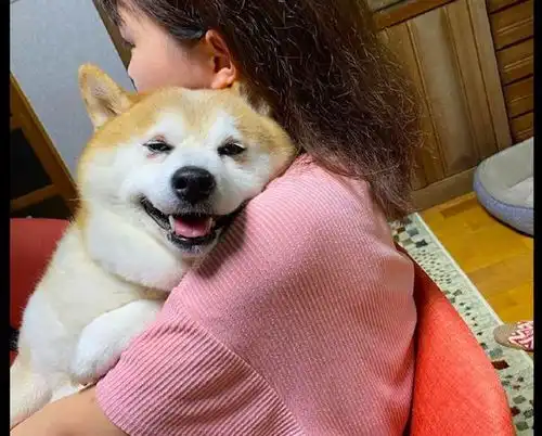 女友抱着柴犬看电视,它还一脸得意的表情羡慕吧,气死你
