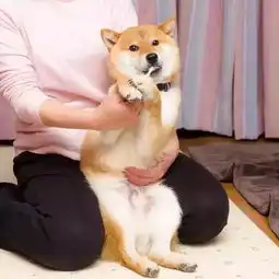 日本这只爱刷牙的柴犬火了刷牙照萌翻无数网友
