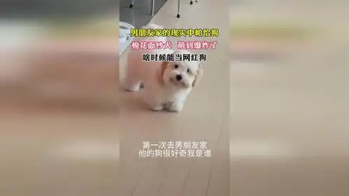 男朋友家的现实中帕恰狗棉花面纱犬萌到爆炸了啥时候能当网红狗

