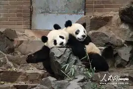 杭州动物园大熊猫黑眼圈变白专家怀疑生寄生虫
