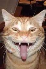 猥琐猫人脸表情包猥琐猫看我脸色说话表情包下载乐游网游戏下载
