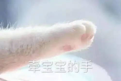 猫奴看过来厦门这7家猫主题咖啡厅,撩猫撩一整天都不想走
