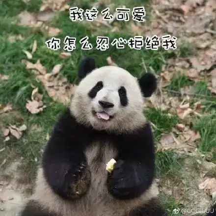 围观佛坪大熊猫与马匹狭路相逢,场面喜感十足
