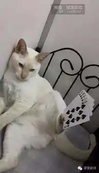 这只猫看起来很普通,但是看完它举起双脚我震惊了
