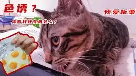 我们终于有猫啦

