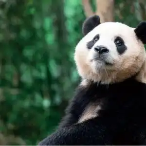 韩媒韩民众请愿向中国续租大熊猫福宝,首尔市政府回应称未推进相关流程

