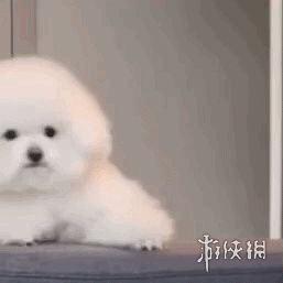 狗狗动图表情包分享狗狗动图表情包哪里找
