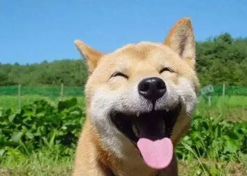 非常爱笑的狗,同时还是行走的表情包,而且还是狗界的戏精