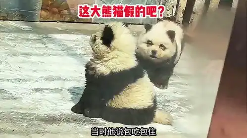 狗他们说包吃包住我俩就来了
