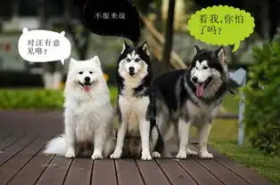傻狗表情包什么意思阿拉斯加犬