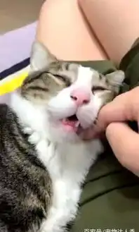 猫咪团伙作案,掏主人的包,猫咪到手了,走咱俩买小鱼干去
