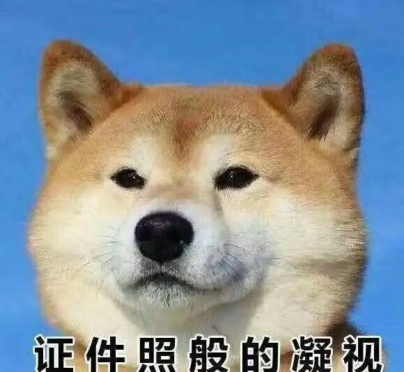 内存准备好了吗你们要的柴犬表情包来了
