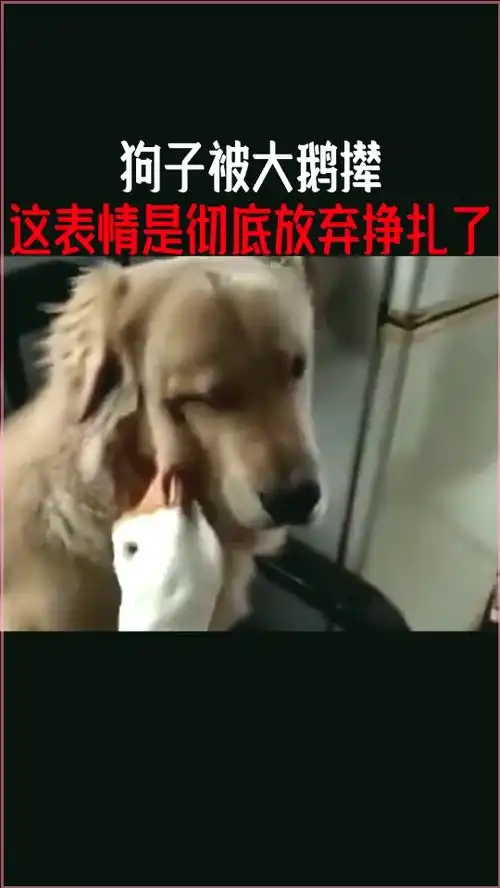 狗子被大鹅撵,这表情是彻底放弃挣扎了
