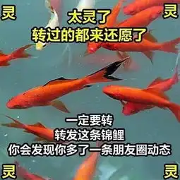中国锦鲤简史

