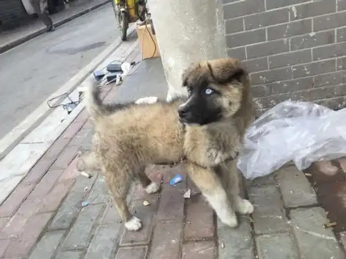 捡回一副厌世脸的土狗,竟还有一双碧蓝的眼睛,表情堪称表情包
